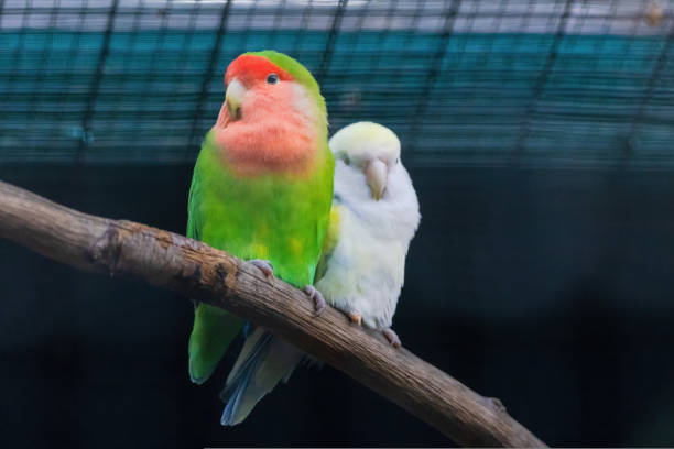 istock A green and yellow Budgerigar bird is perched on a branch 2153515714