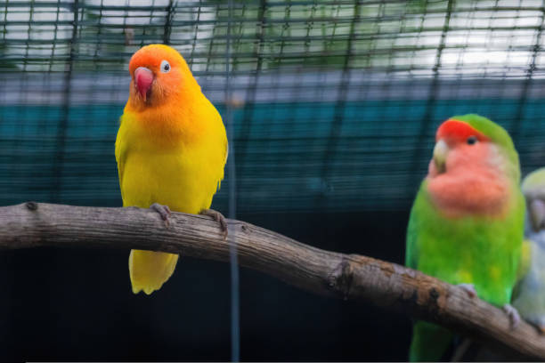 istock A green and yellow Budgerigar bird is perched on a branch 2153515717