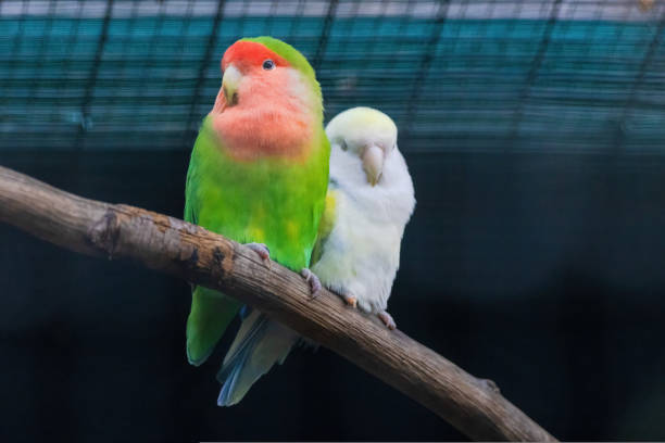 istock A green and yellow Budgerigar bird is perched on a branch 2153515722