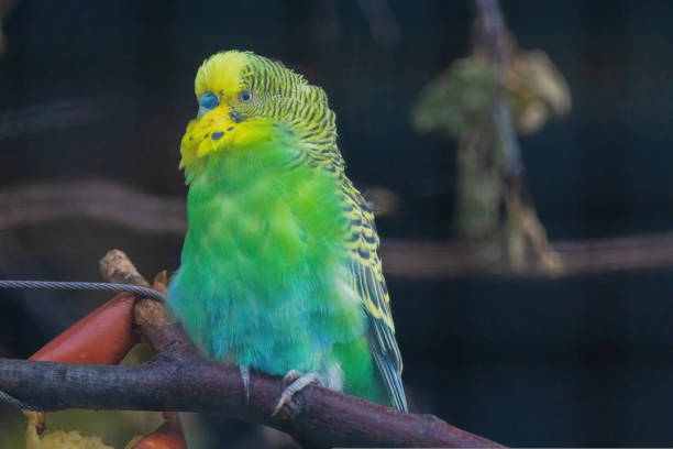 Budgerigar