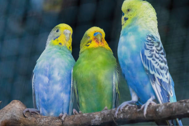 Small Parakeets on a branc on black background.