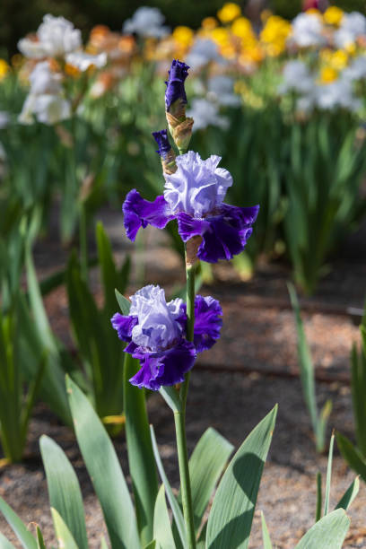 istock Blooming Iris - Iris in the garden, with a colorful background. 2153516039