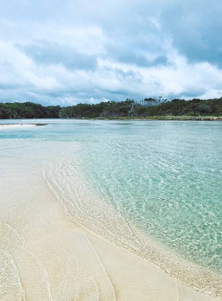 Vertical landscape photo of rippled salt water in a coastal estuary with mangrove forests in the background.