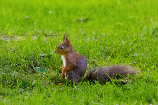 istock A small brown squirrel is walking through a grassy field 2153518877