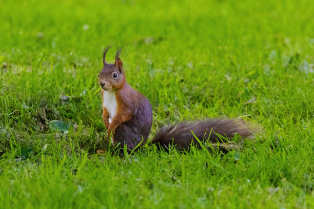istock A small brown squirrel is walking through a grassy field 2153518927