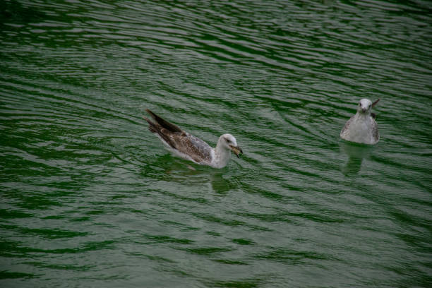 Seagull floating in the water catching a piece of bread.