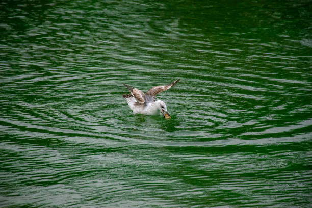 Seagull floating in the water catching a piece of bread.