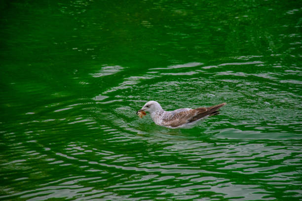 Seagull floating in the water catching a piece of bread.