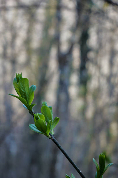 Close up of young green leaves