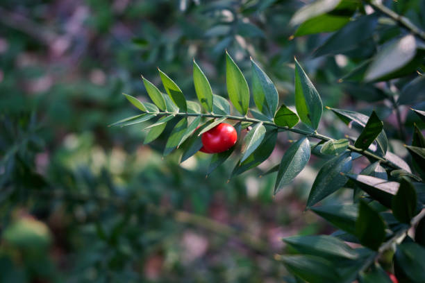 istock Ruscus aculeatus, known as butcher's-broom 2153520344