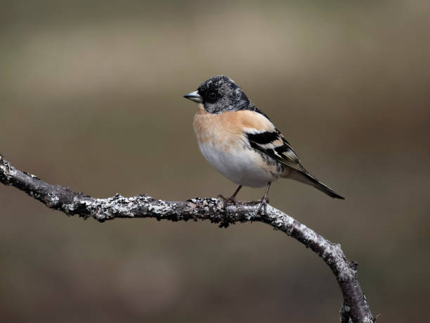 istock Brambling, Fringilla montifringilla 2153520712