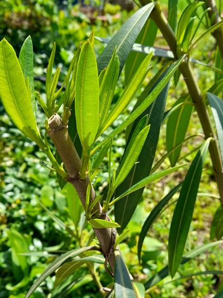 istock Leaves of oleander 2153521048