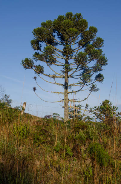 istock Araucaria araucana tree 2153521746