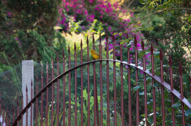 istock Little canary perched on fence 2153521762