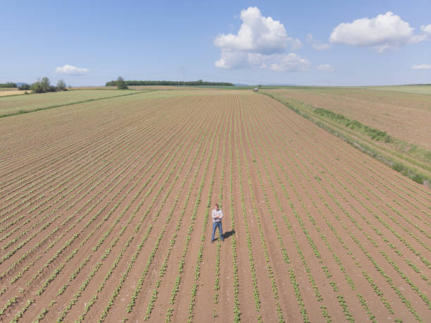 istock Growing sunflower agricultural field 2153522585
