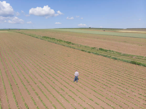 istock Growing sunflower agricultural field 2153522635