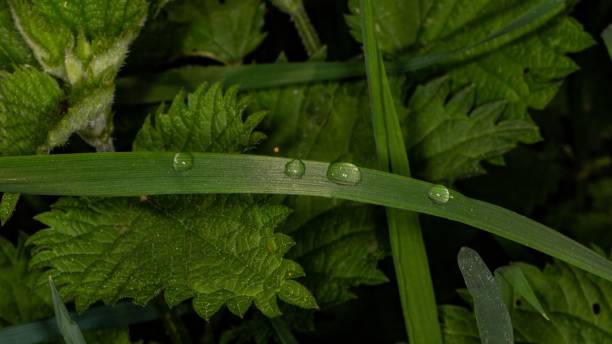 istock Dew Drops On Blade Of Grass. 2153522947