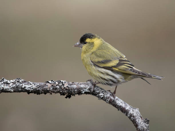 istock Siskin, Carduelis spinus 2153523354