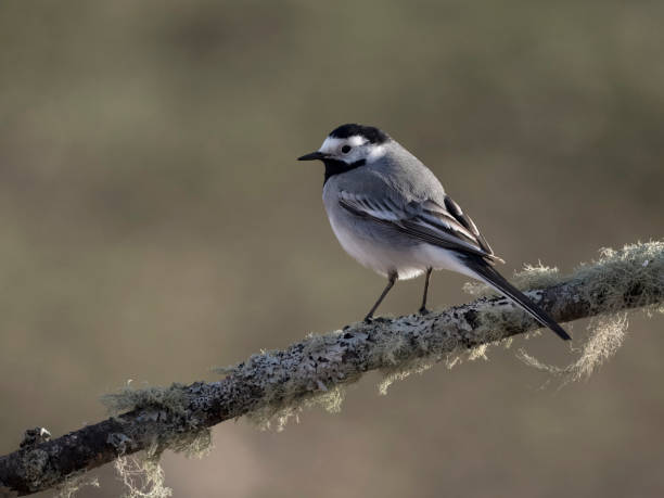 istock White wagtail, Motacilla alba, 2153523383