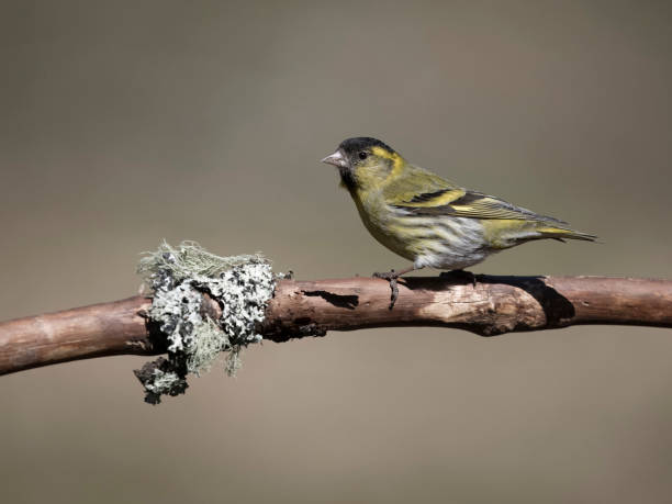 istock Siskin, Carduelis spinus 2153523985