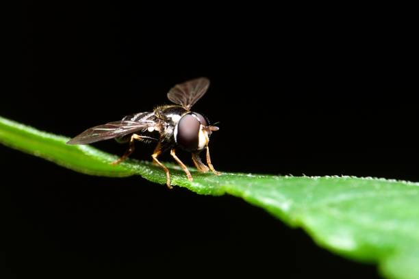 istock Honey fly insect sitting on the green leaf 2153524787