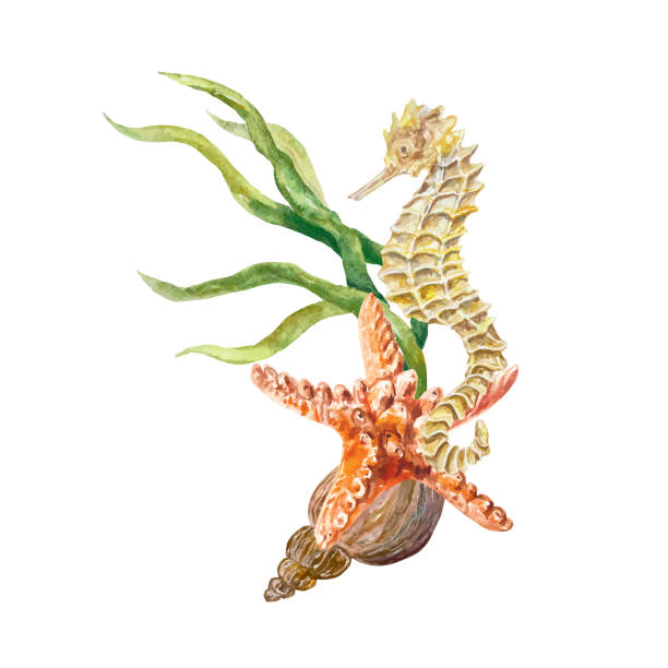 istock Seahorse, starfish, algae watercolor. Sea life vector illustration. Design element for postcards, travel banners, flyers, labels, invitations, covers. 2153526260