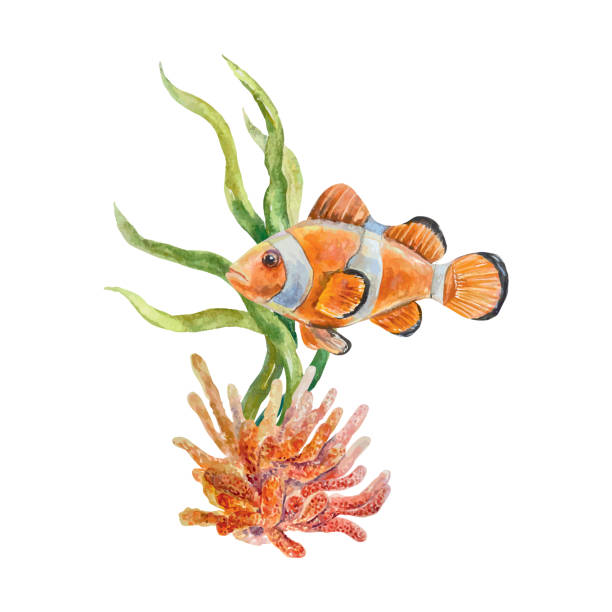istock Clown fish, an orange fish with a white stripe. Sea life vector illustration. Design element for postcards, travel banners, flyers, labels, posters. 2153526323