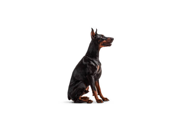 Girl strokes brown big dog with her hand. Pedigree doberman in collar in studio. Pet on white background