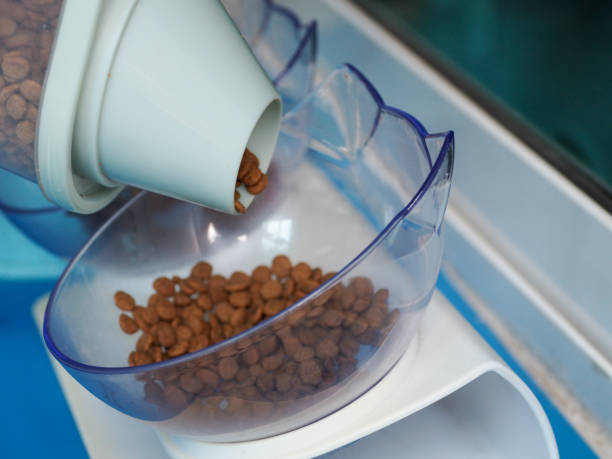 istock Pour pellet food for the cat 2153527480