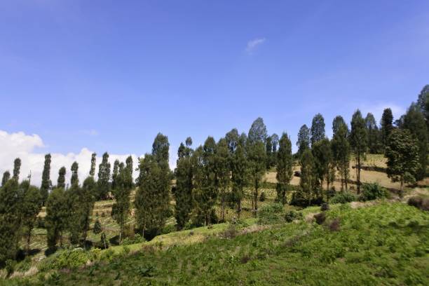 istock Pine tree in the slope of mountain 2153527924