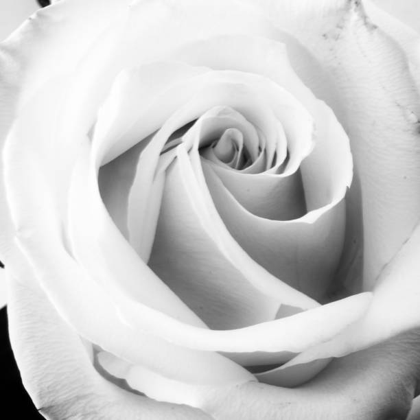 istock rose flower as a background for artists 2153528702