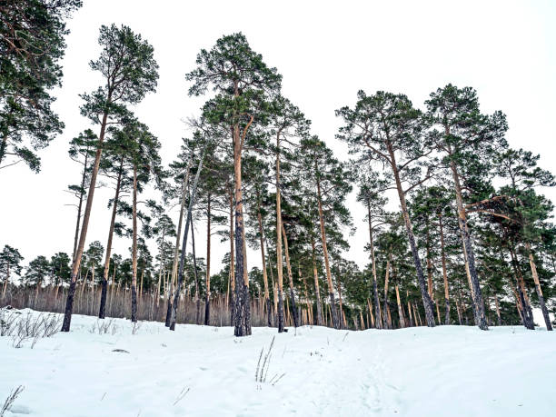 pine trees growing on a snow-covered hillside in winter, Southern Urals, Miass River valley
