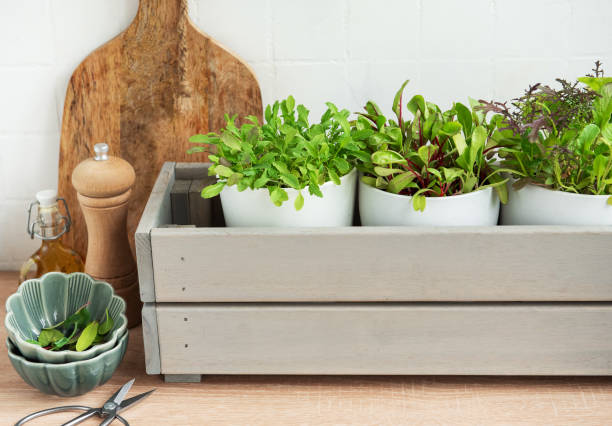 istock Fresh Herbs Grown in White Pots Inside a Gray Wooden Box in a Kitchen Setting 2153529986