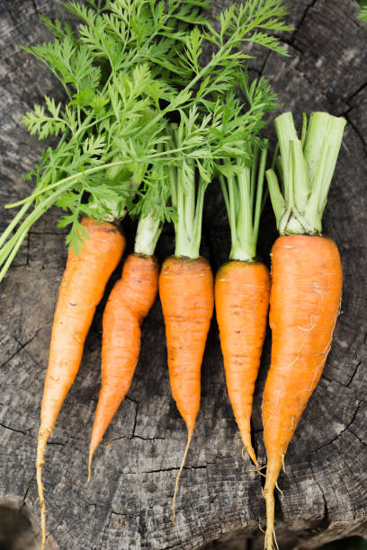 istock Young juicy carrot with green leaves 2153531636