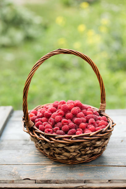 A wicker basket full of ripe raspberries on the table