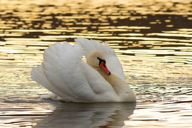 istock beautiful mute swan at dawn 2153533698