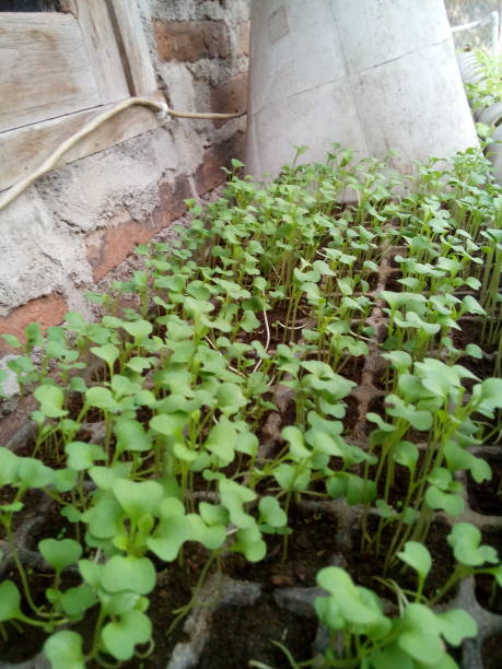 istock mustard seeds in the sowing place 2153534471