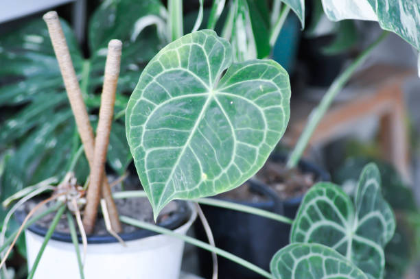 istock Anthurium clarinervium, Anthurium crystallinum or Anthurium hybrid 2153535268