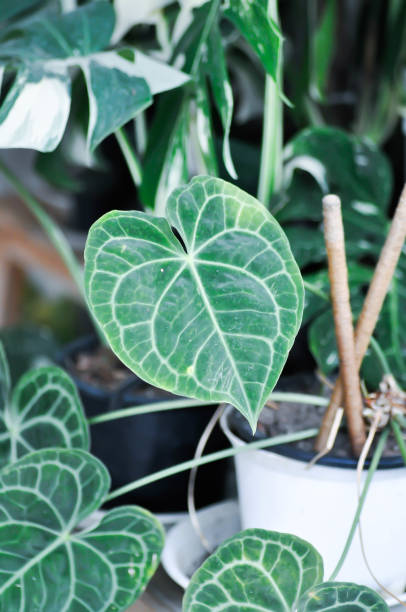 istock Anthurium clarinervium, Anthurium crystallinum or Anthurium hybrid 2153535322