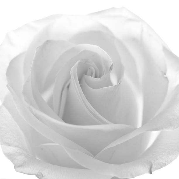 istock rose flower as a background for artists 2153537588