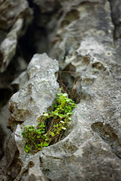 istock The green plant growing between the rocks 2153538675