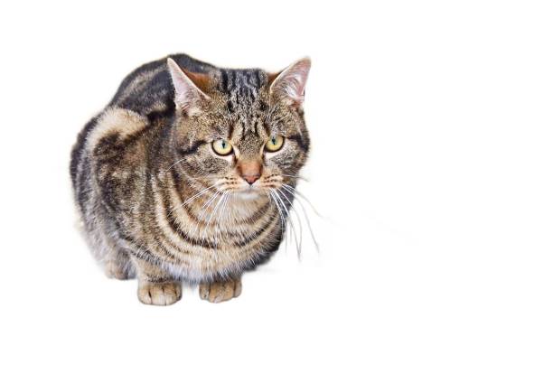 Tabby cat on the street.