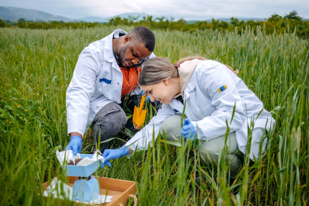 istock Young scientists doing agricultural research in nature in crop field using laptop 2153542527