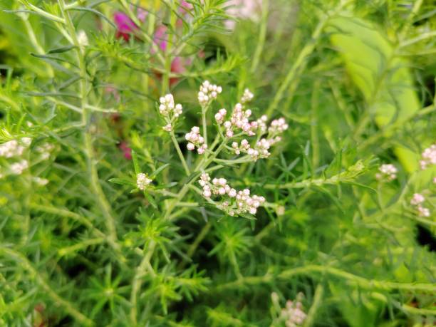 istock Parthenium hysterophorus 2153542548