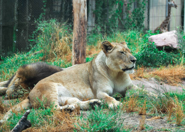 istock West African Lioness with Male Lion 2153543112
