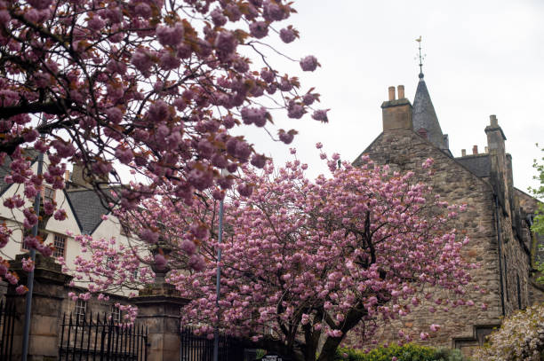 istock Blooming trees in Edinburgh, Scotland 2153543773