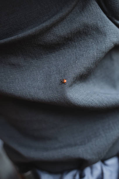 istock protection against ticks in the forest, fabric that is difficult for insects to bite through, a red small tick crawls on pants. 2153543787