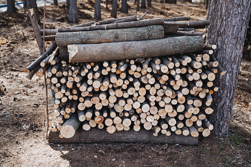 Log Stack Nature A Stack Of Logs In The Forest Natural Material Piled High For Future ...