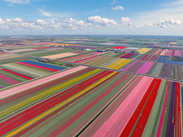 istock Aerial from tulipfields and wind turbines in the Netherlands in spring 2153544260