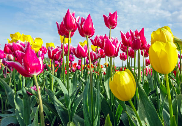 istock Blossoming multi colored tulips in the fields in the Netherlands in spring 2153545345
